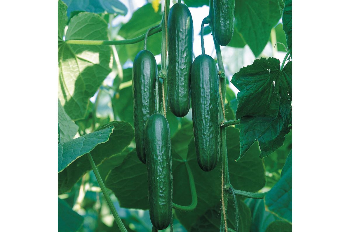 Socrates – Cucumber Seed